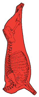 Side, HAM7 code 1000: carcase location diagram (placeholder illustration)