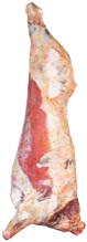 Side, HAM7 code 1000: reference photograph (placeholder illustration)
