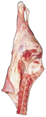 Hindquarter, HAM7 code 1010: reference photograph (placeholder illustration)