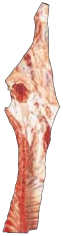 Pistola Hindquarter, HAM7 code 1020: reference photograph (placeholder illustration)