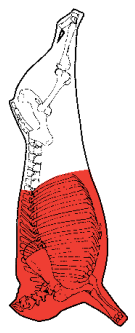 Forequarter, HAM7 code 1060: carcase location diagram (placeholder illustration)