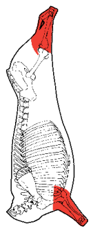 Shin / Shank Forequarter, HAM7 code 1682: carcase location diagram (placeholder illustration)
