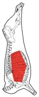 Spare Ribs, HAM7 code 1695: carcase location diagram (placeholder illustration)