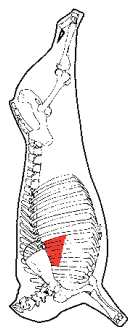 Chuck Rib Meat, HAM7 code 1696: carcase location diagram (placeholder illustration)