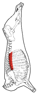Back Ribs, HAM7 code 1697: carcase location diagram (placeholder illustration)