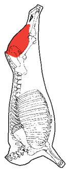 Silverside, HAM7 code 2020: carcase location diagram (placeholder illustration)