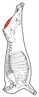 Eye Round, HAM7 code 2040: carcase location diagram (placeholder illustration)