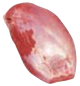 M. Rectus Femoris, HAM7 code 2067: reference photograph (placeholder illustration)