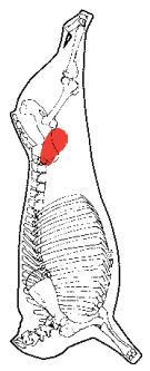 Butt Tenderloin, HAM7 code 2170: carcase location diagram (placeholder illustration)
