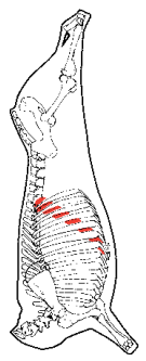Thin Skirt, HAM7 code 2190: carcase location diagram (placeholder illustration)