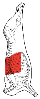 Rib Set, HAM7 code 2223: carcase location diagram (placeholder illustration)