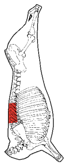 Cube Roll, HAM7 code 2240: carcase location diagram (placeholder illustration)