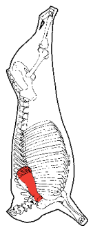 Oyster Blade, HAM7 code 2303: carcase location diagram (placeholder illustration)
