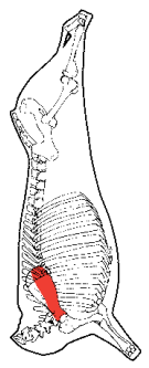 Blade Undercut, HAM7 code 2304: carcase location diagram (placeholder illustration)