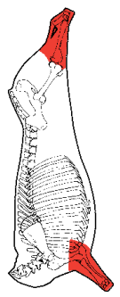 Shin / Shank, HAM7 code 2360: carcase location diagram (placeholder illustration)