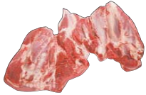 Shin / Shank, HAM7 code 2360: reference photograph (placeholder illustration)
