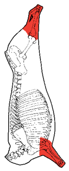 Shin, special trim, HAM7 code 2365: carcase location diagram (placeholder illustration)
