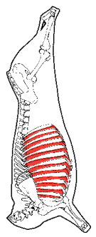 Intercostals, HAM7 code 2430: carcase location diagram (placeholder illustration)