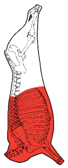 Forequarter Set, HAM7 code 2484: carcase location diagram (placeholder illustration)