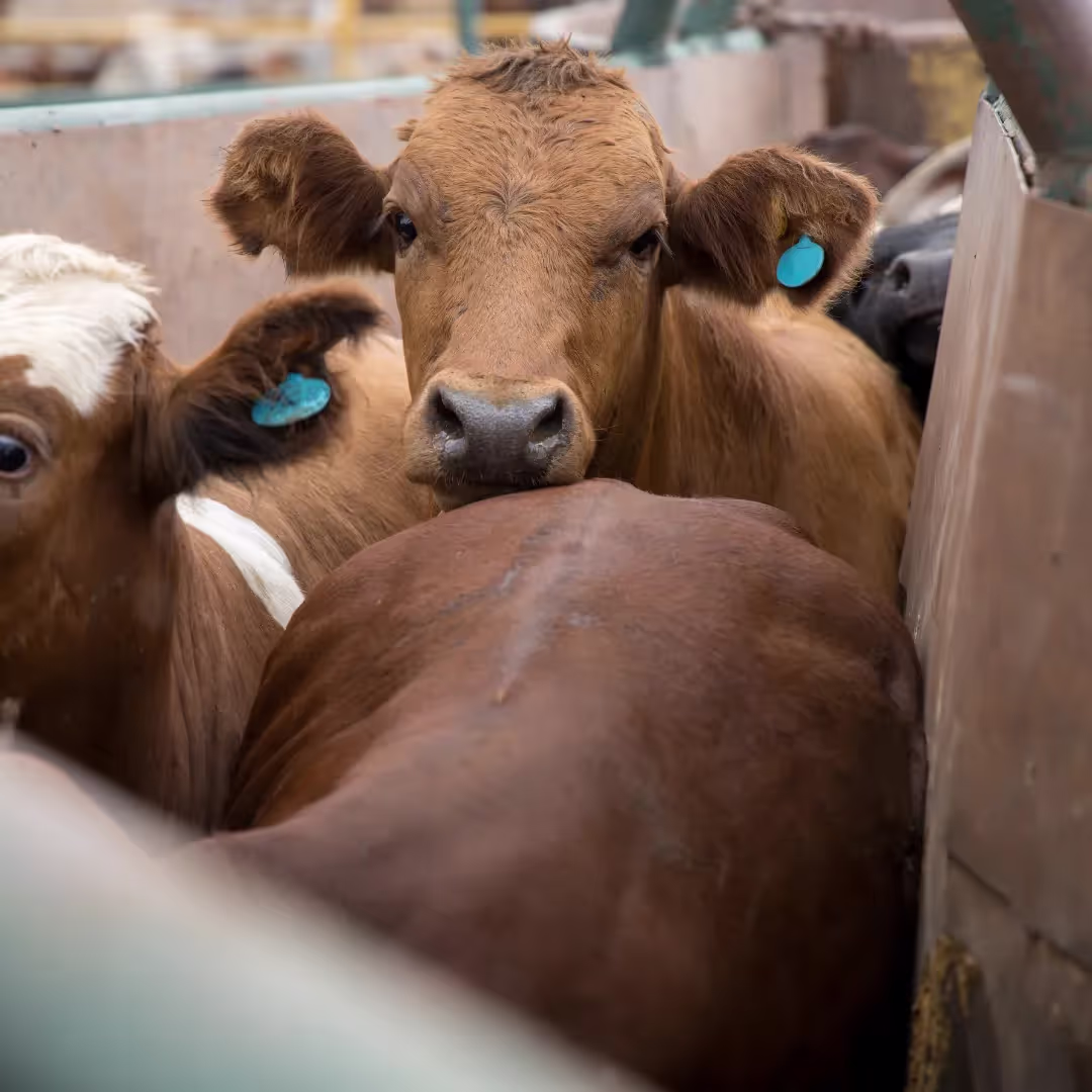 Cattle standing in feedlot pens