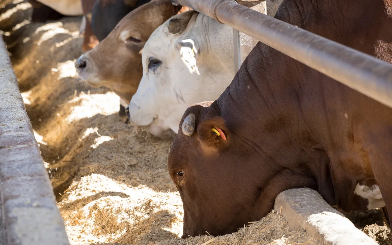 Cattle feeding at a bunk in the Morgan Beef feedlot